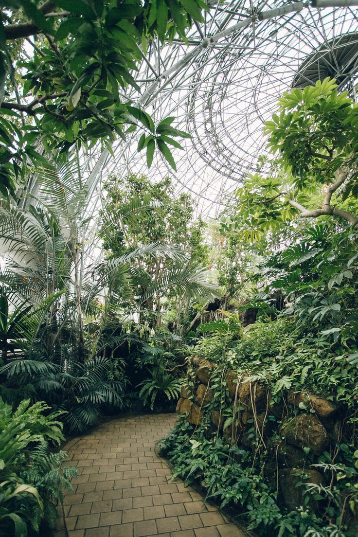 Monstera, l’icône tropicale qui grimpe dans ton intérieur