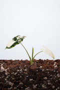 Alocasia Frydek Variegata