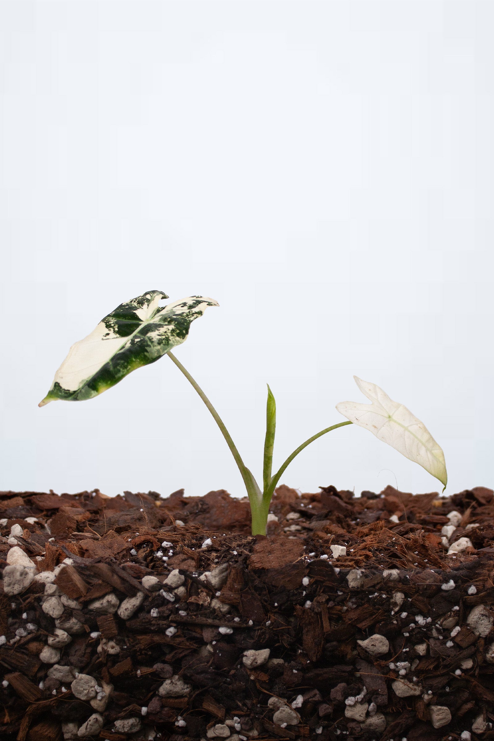 Alocasia Frydek Variegata