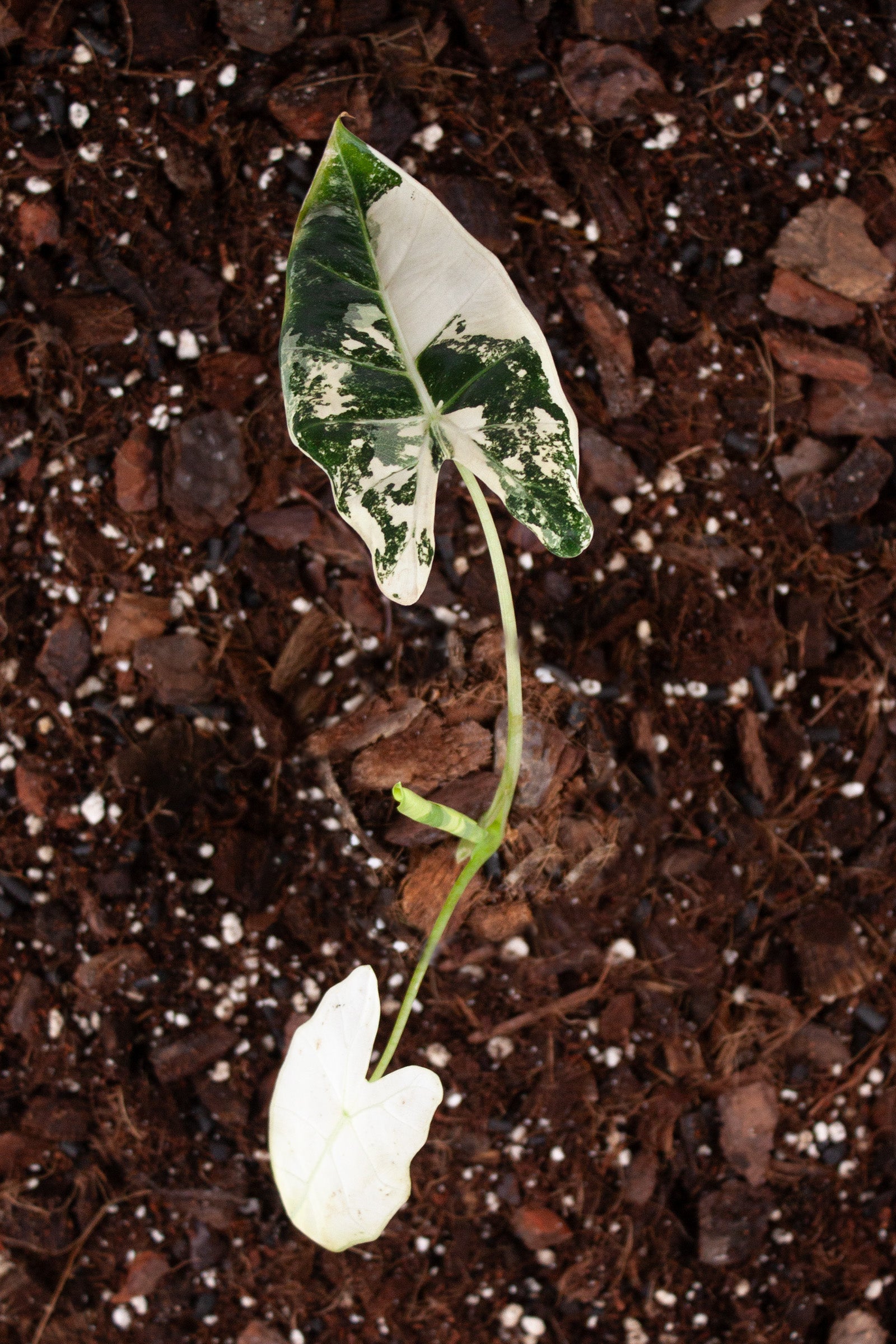 Alocasia Frydek Variegata