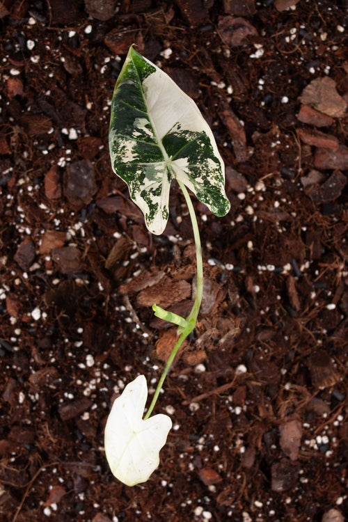 Alocasia Frydek Variegata