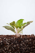 Aglaonema