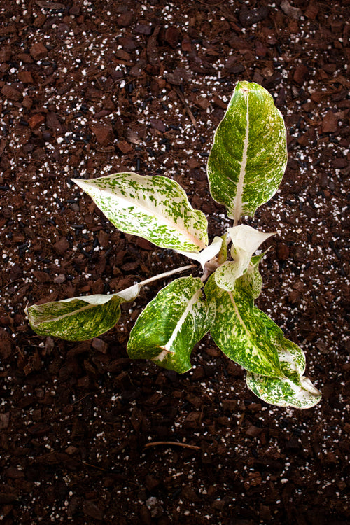 Aglaonema