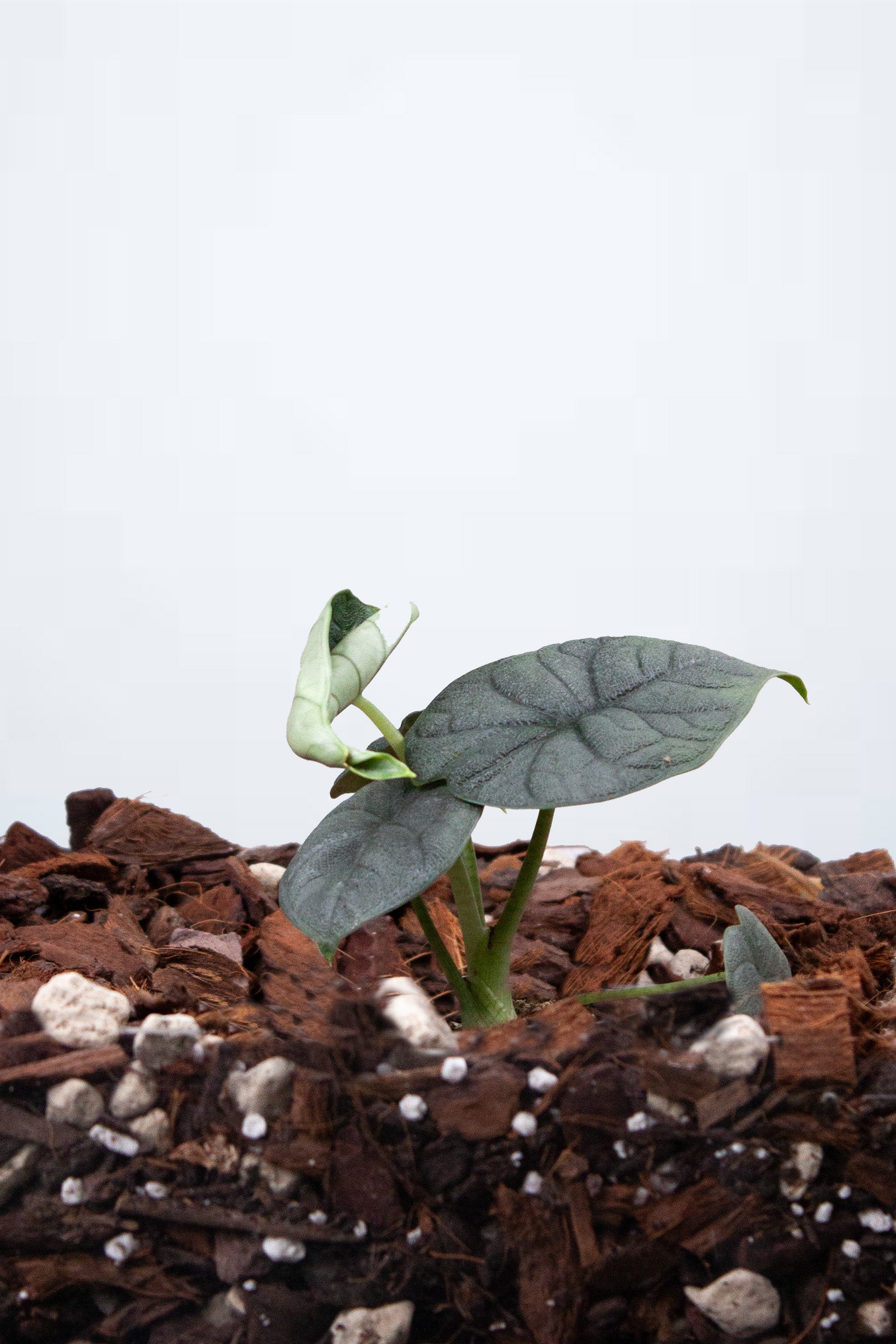 Alocasia Melo