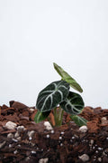 Alocasia ‘Ninja’