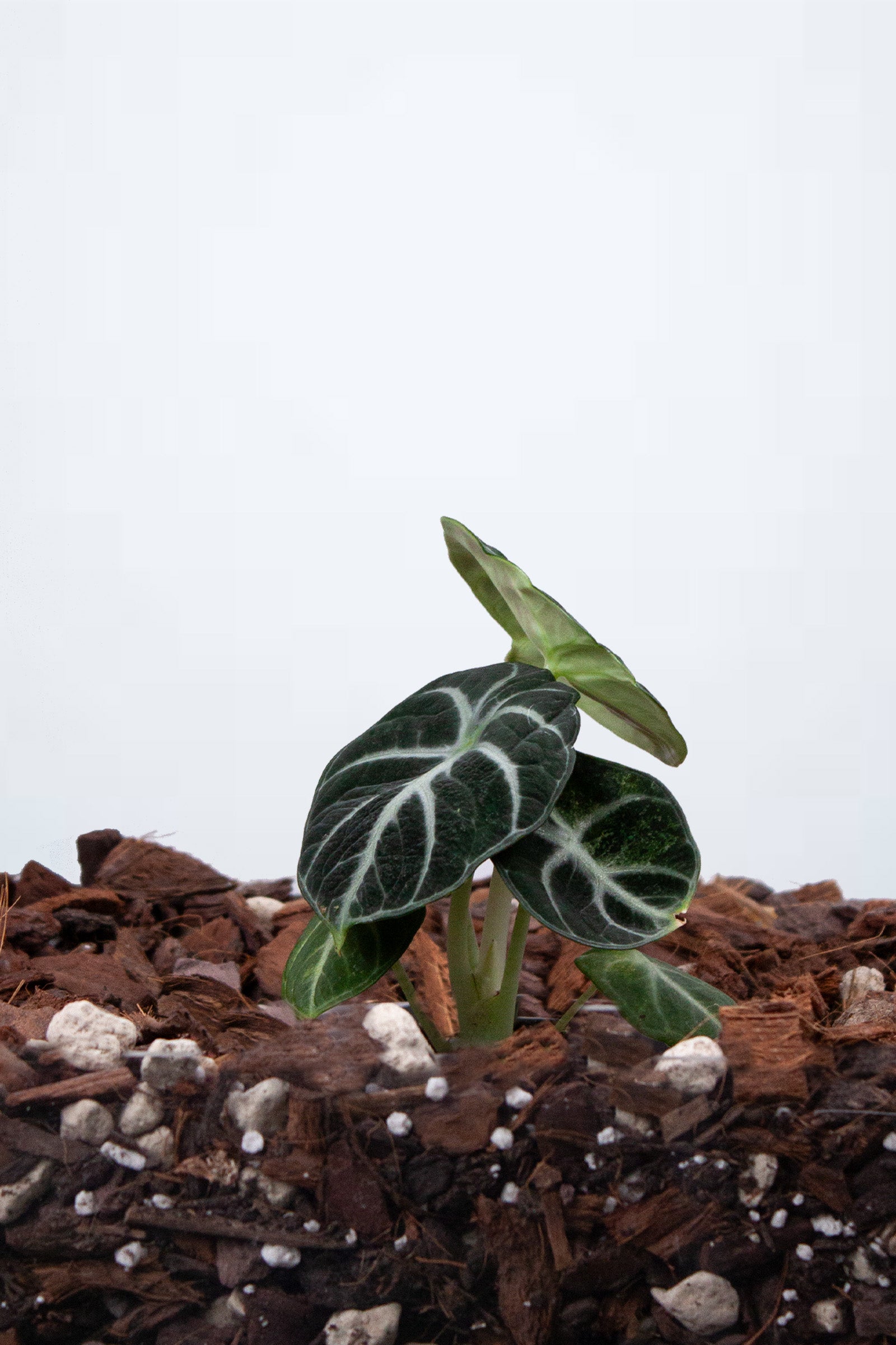 Alocasia ‘Ninja’