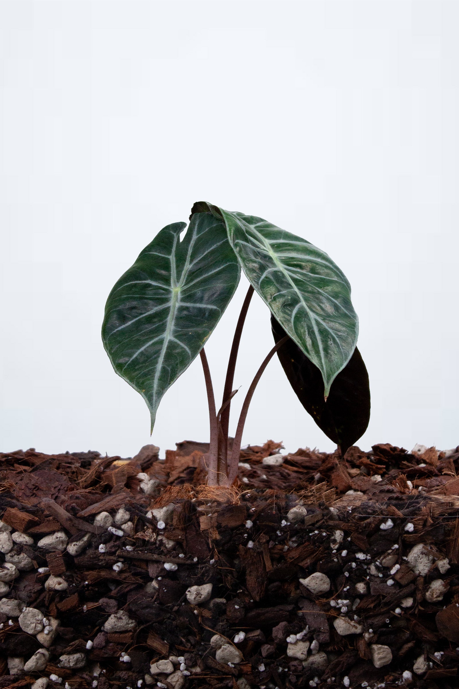 Alocasia ‘Pink Dragon’