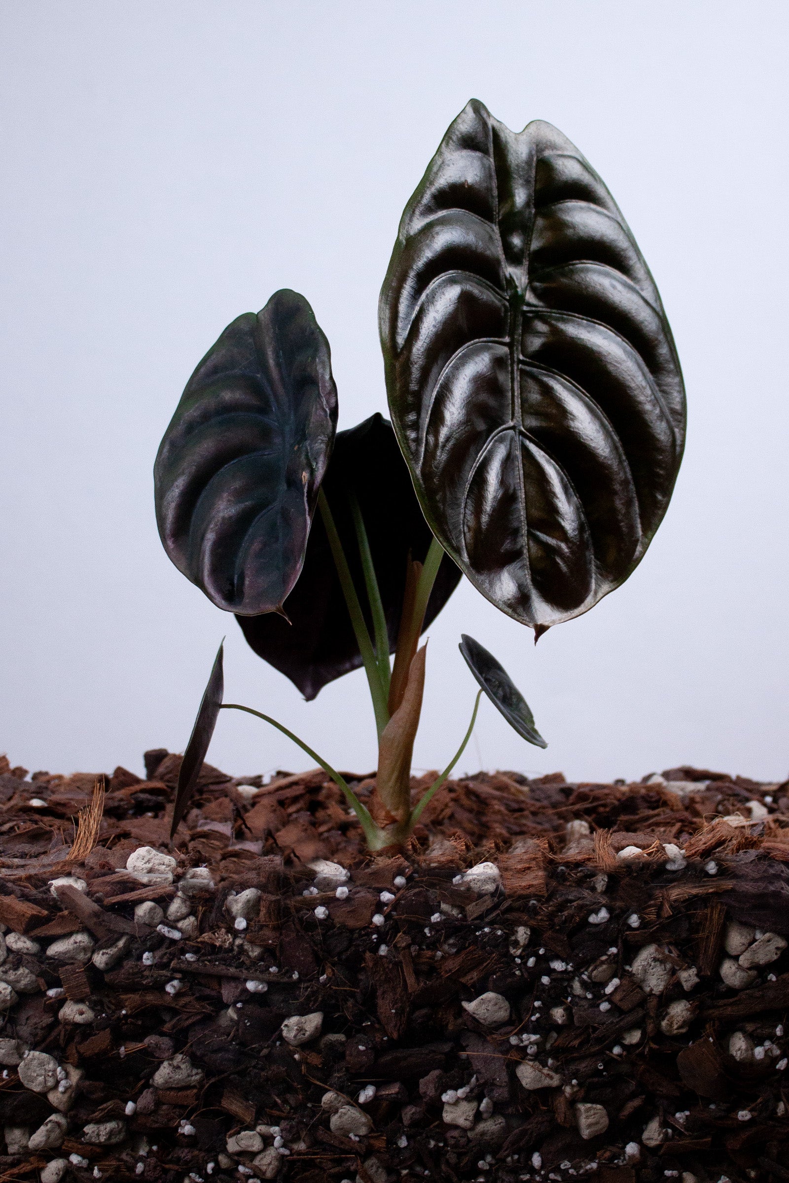 Alocasia cuprea ‘Red Secret’ L