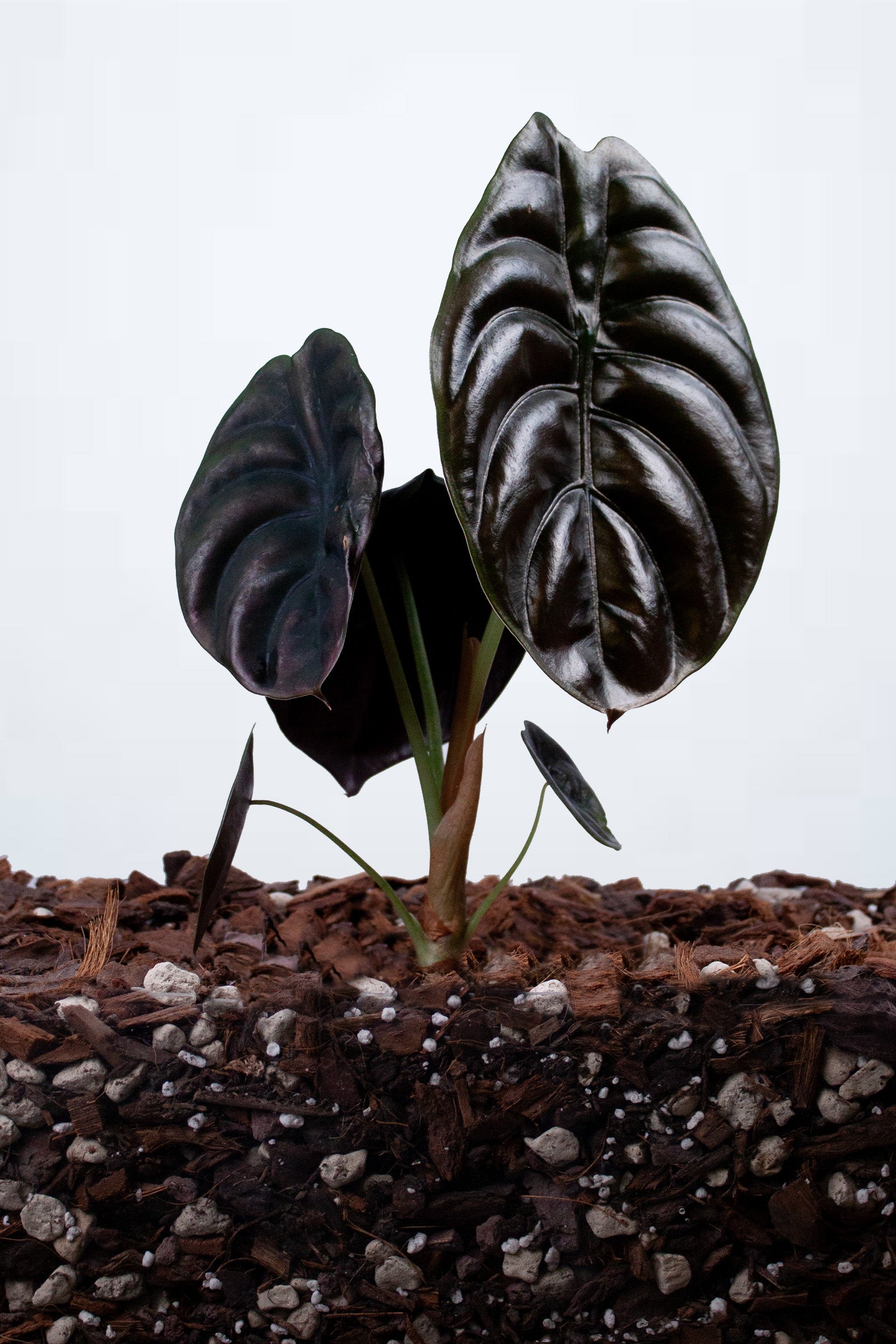Alocasia cuprea ‘Red Secret’ L
