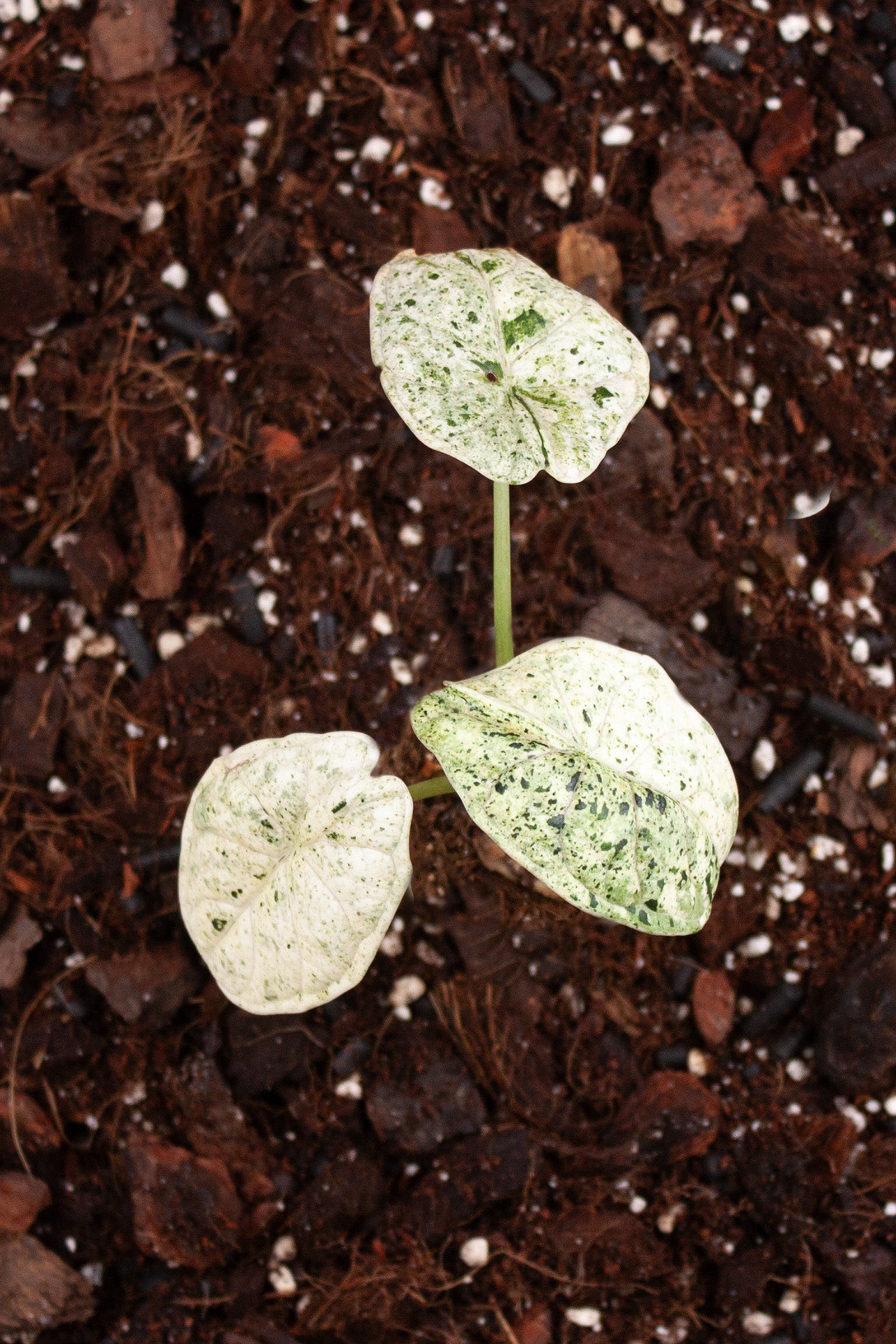 Alocasia Dragon Scale Mint