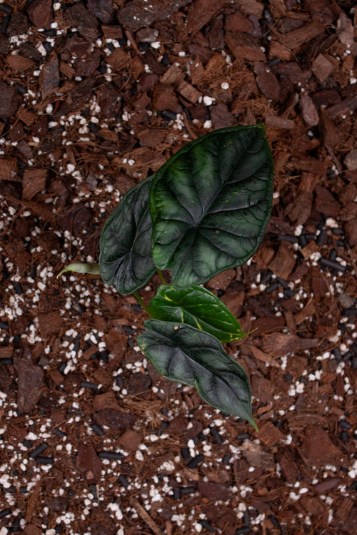 Alocasia Dragon Scale