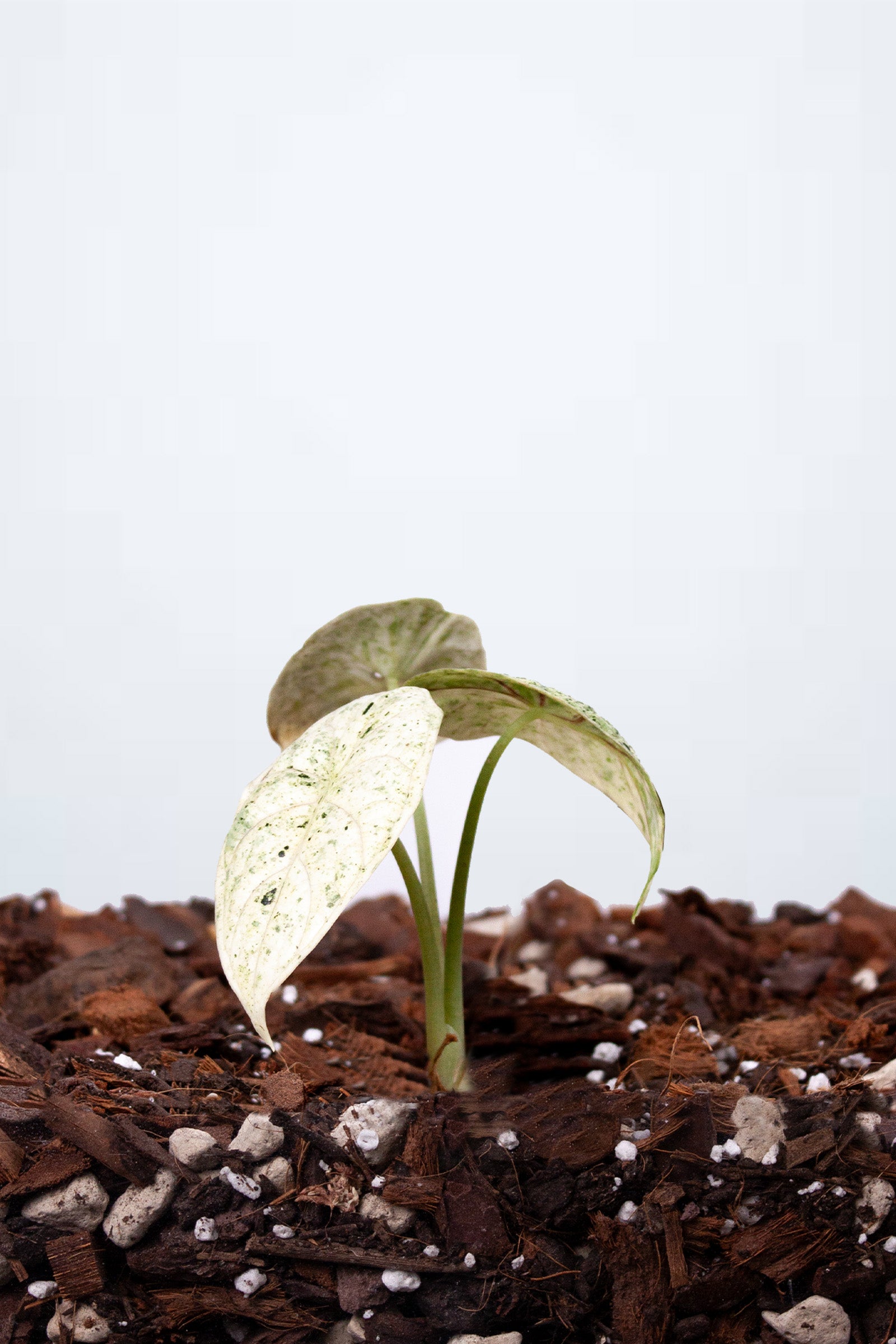 Alocasia Dragon Scale Mint