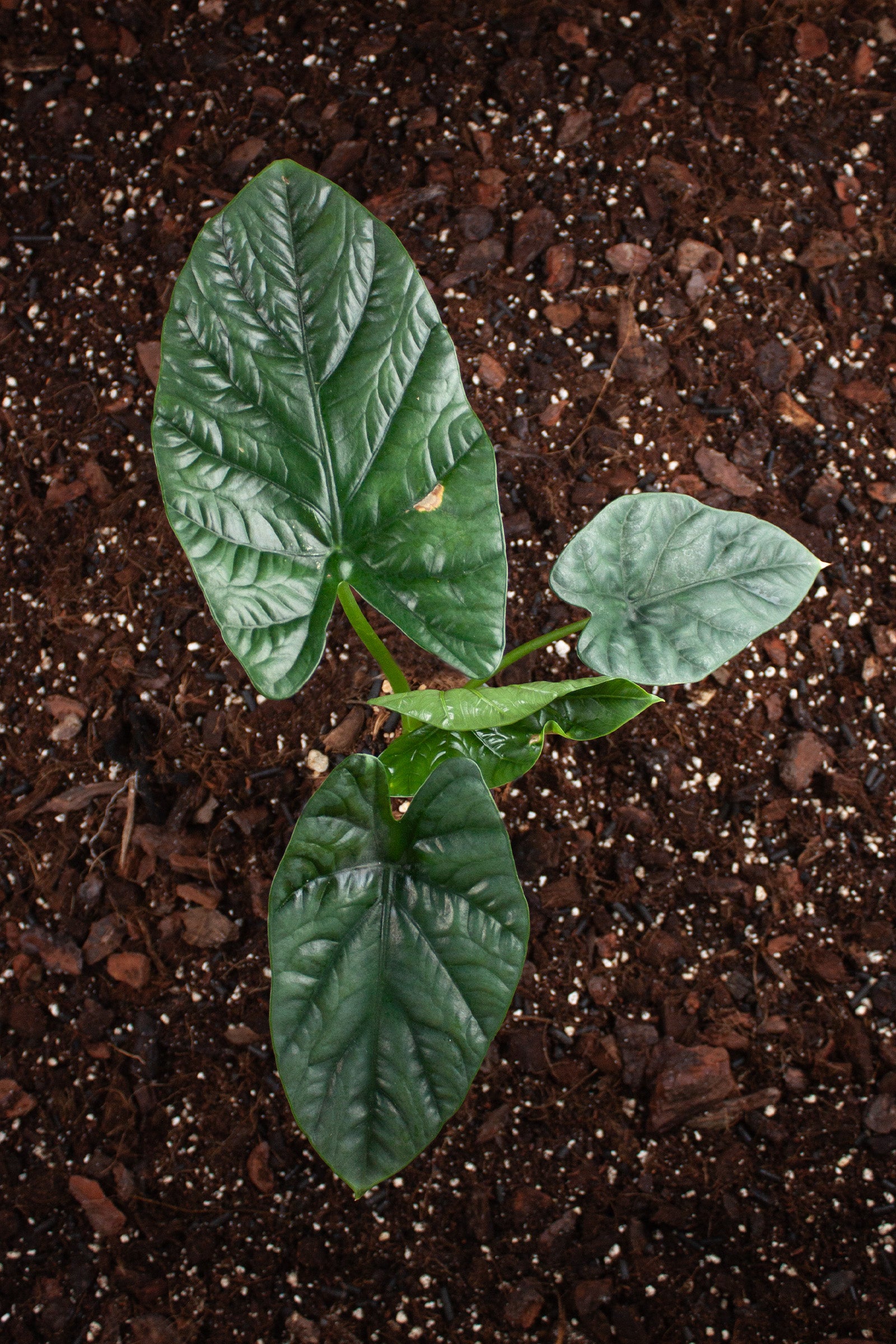 Alocasia Lukiwan