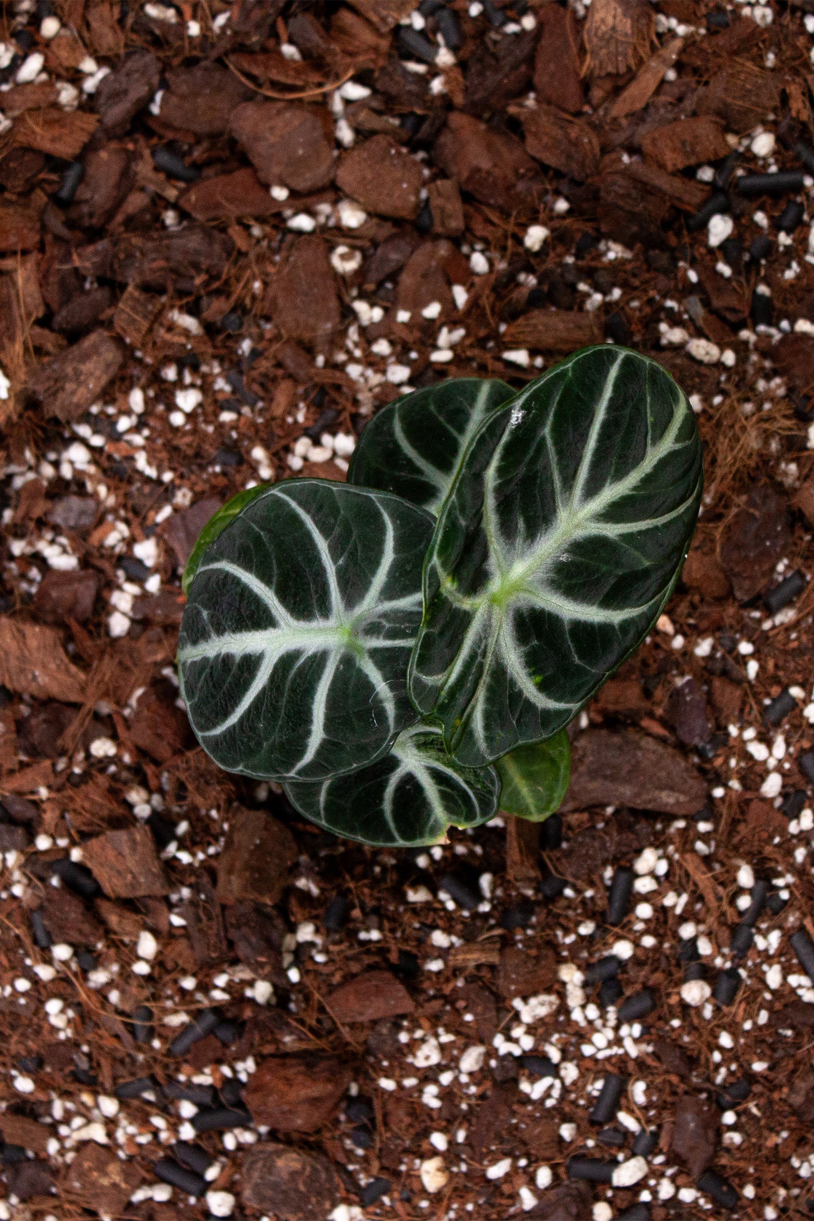 Alocasia ‘Ninja’