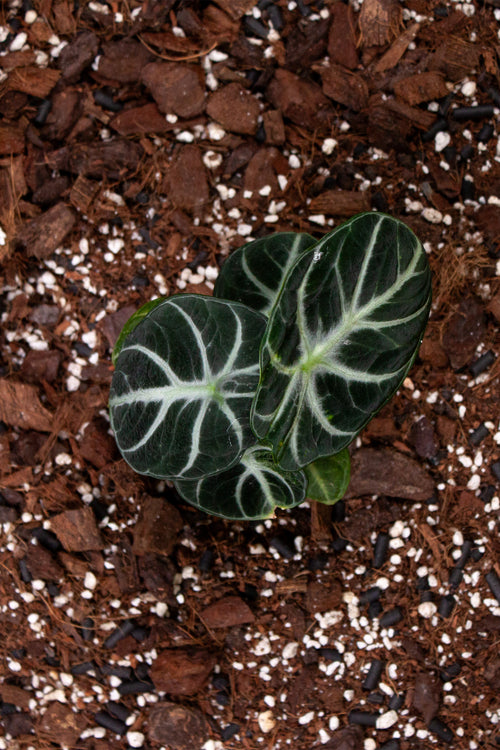 Alocasia ‘Ninja’