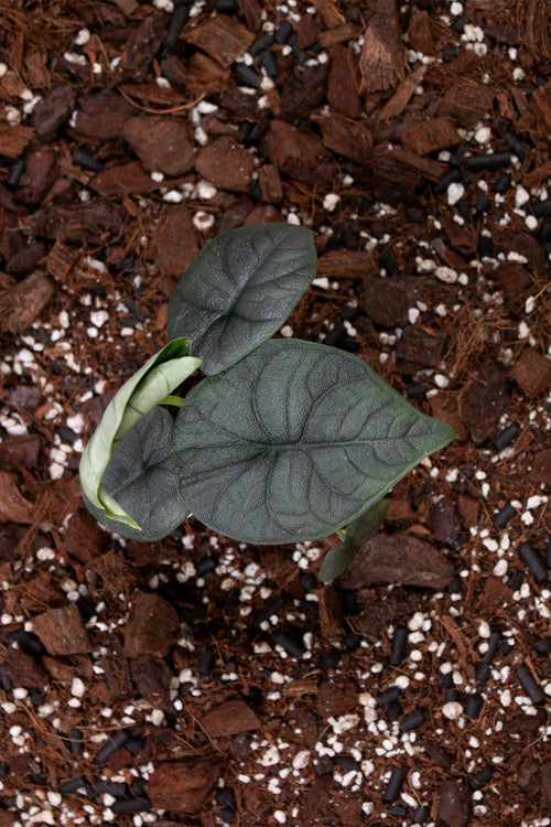 Alocasia Melo