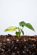 Alocasia Odora Variegata