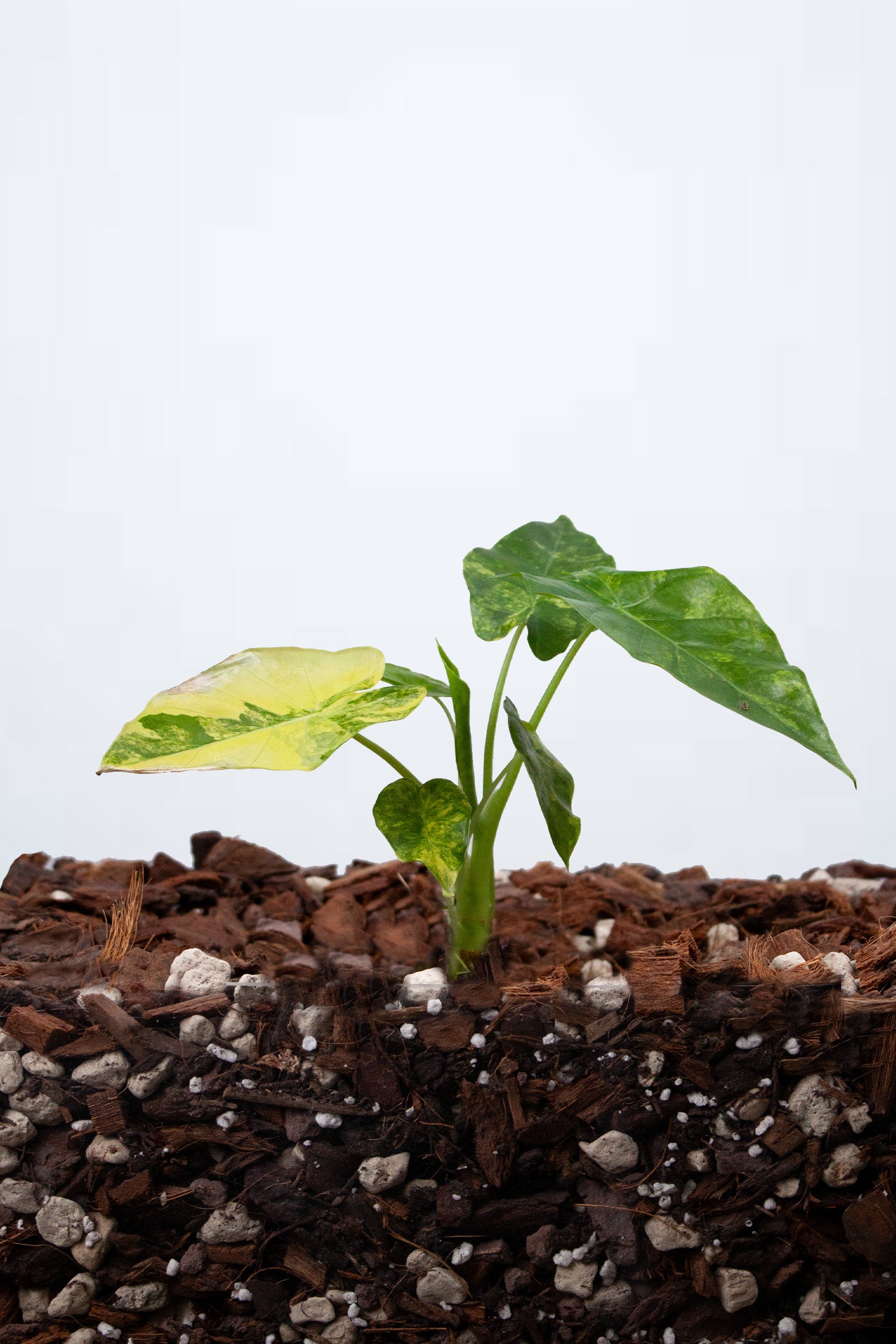 Alocasia Odora Variegata