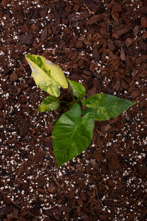 Alocasia Odora Variegata