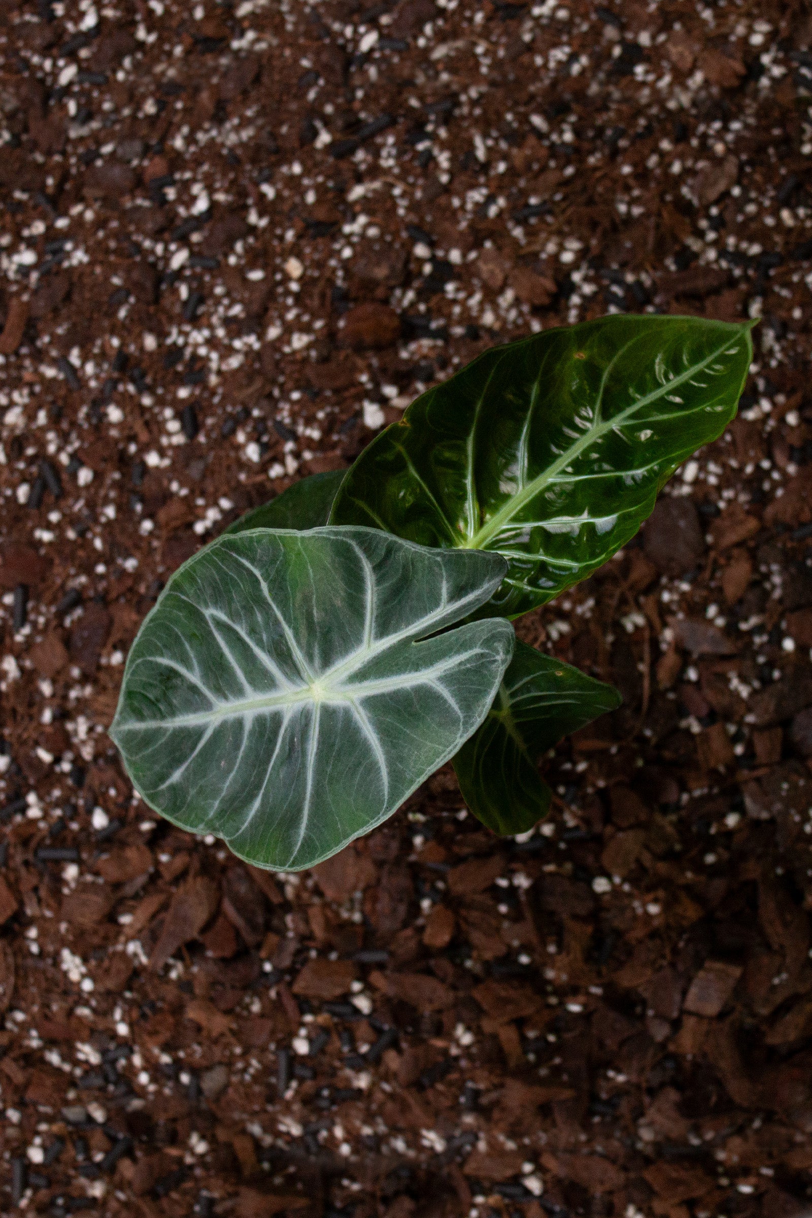 Alocasia ‘Pink Dragon’