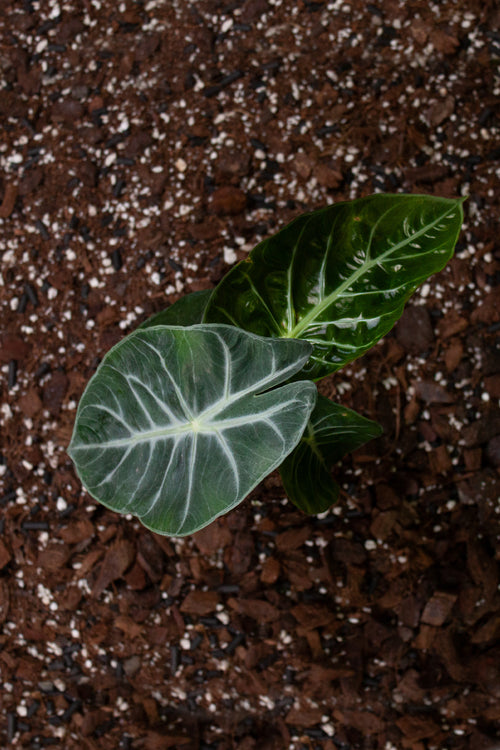 Alocasia ‘Pink Dragon’
