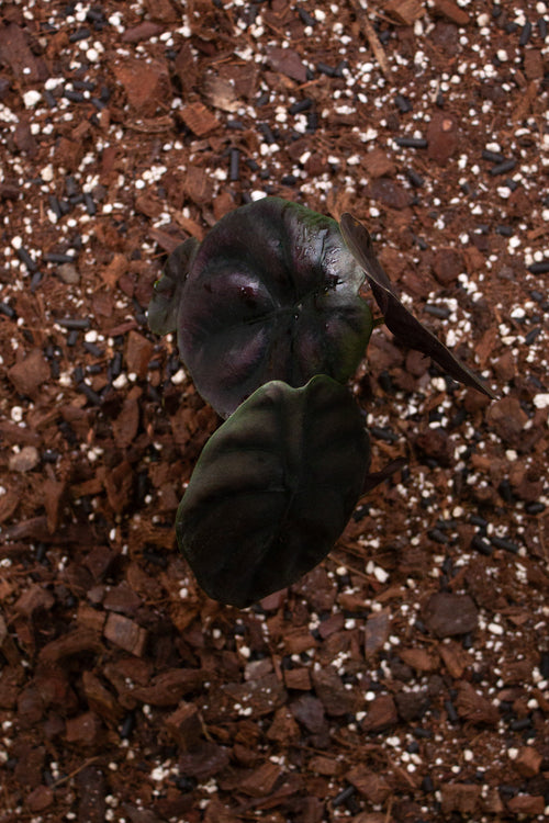 Alocasia cuprea ‘Red Secret’ L