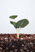 Alocasia ‘Regal Shields’ S