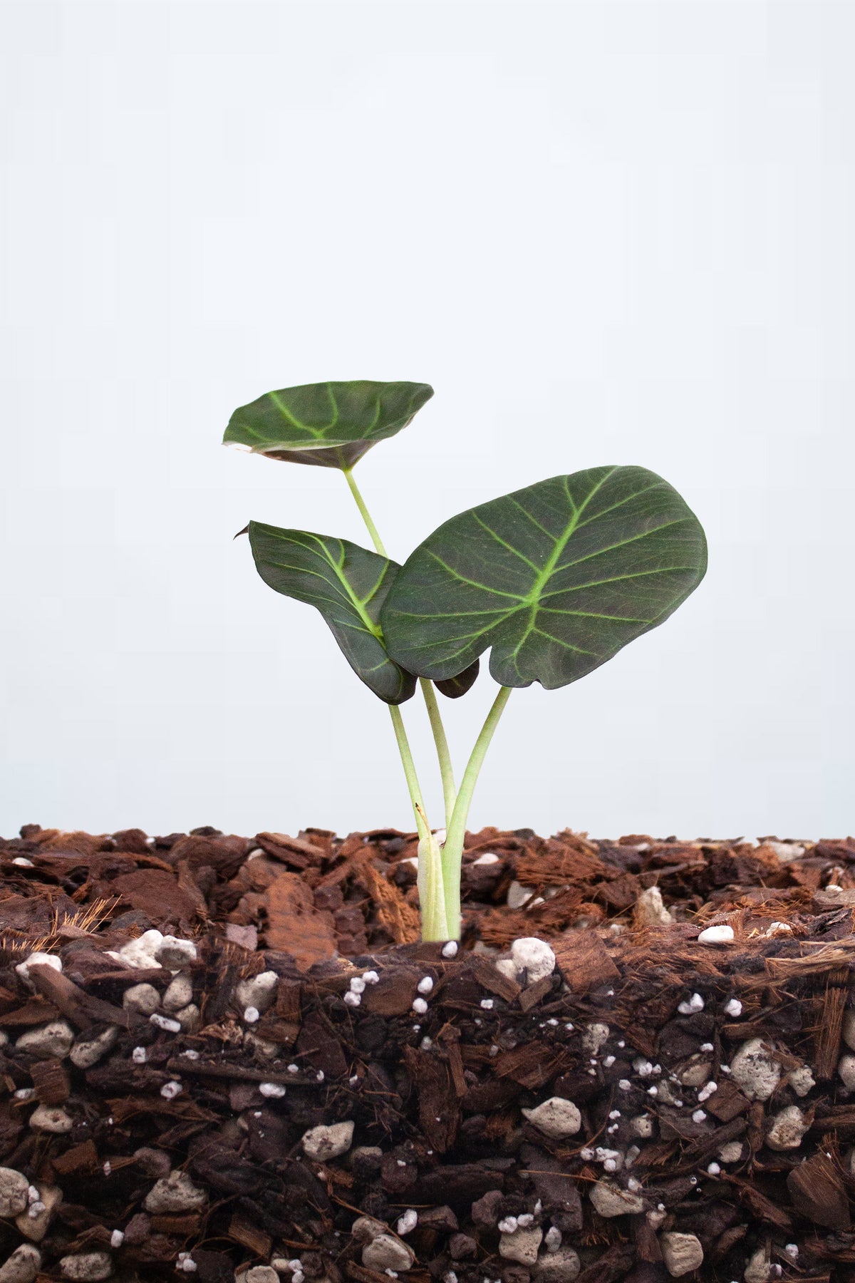 Alocasia ‘Regal Shields’ S