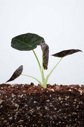 Alocasia Regal Shields