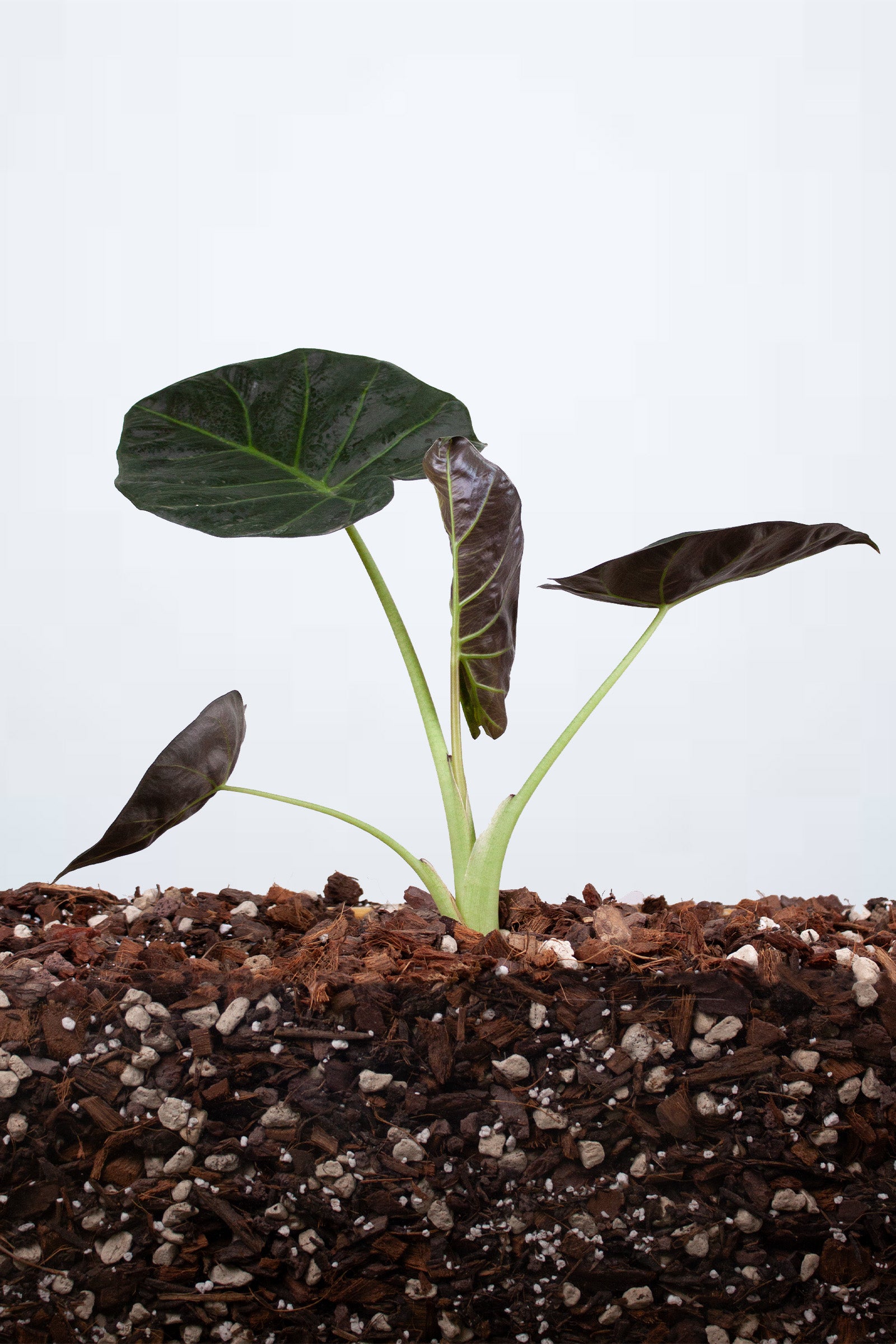 Alocasia Regal Shields
