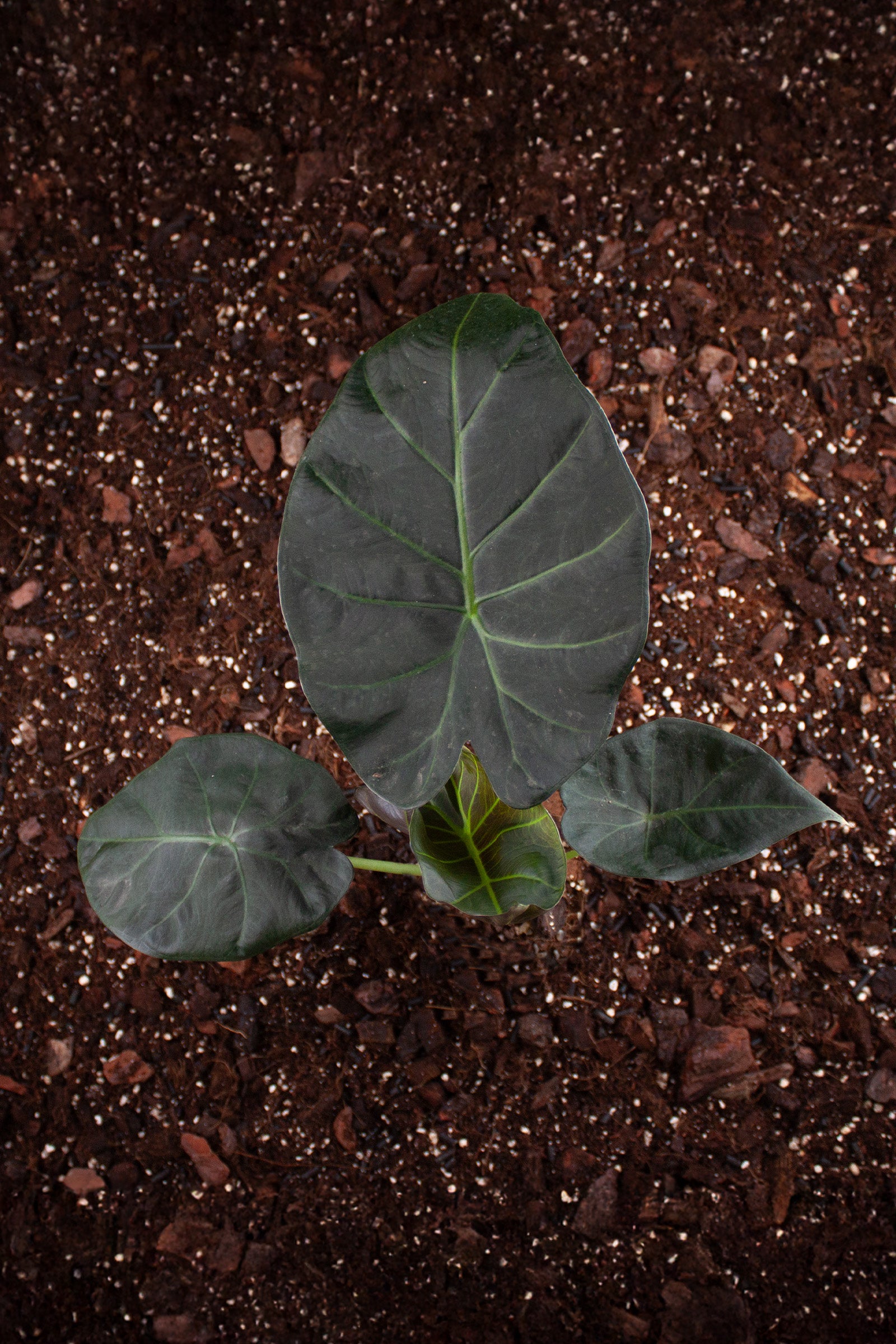 Alocasia Regal Shields