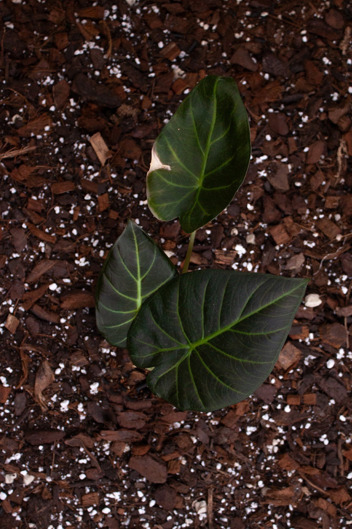Alocasia ‘Regal Shields’ S