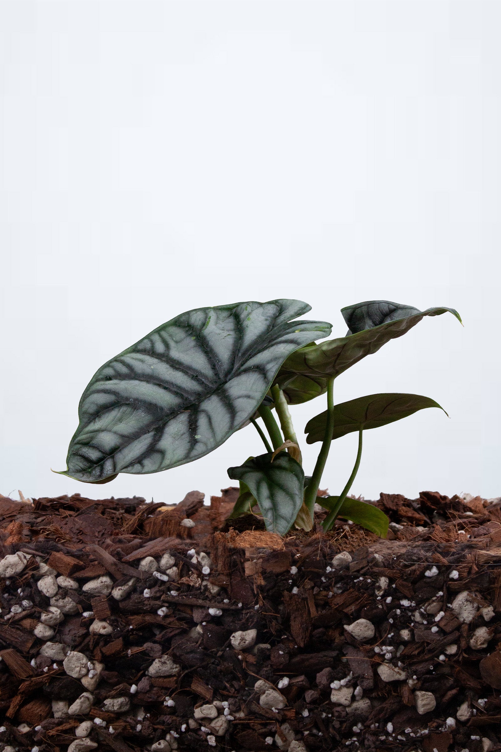 Alocasia ‘Silver Dragon’