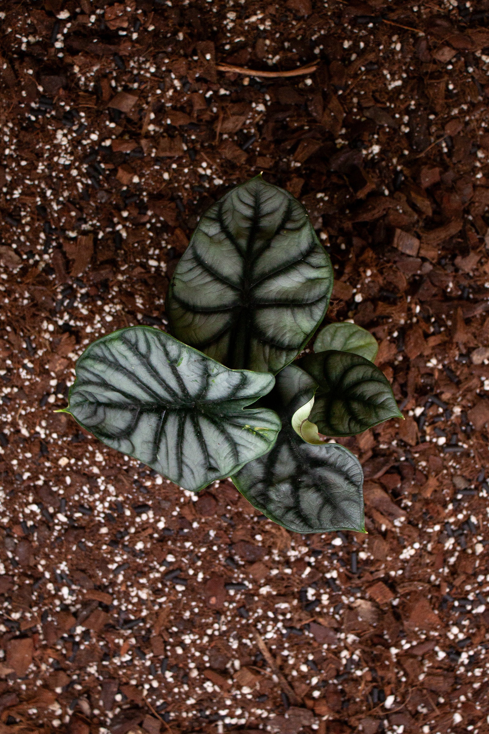 Alocasia ‘Silver Dragon’