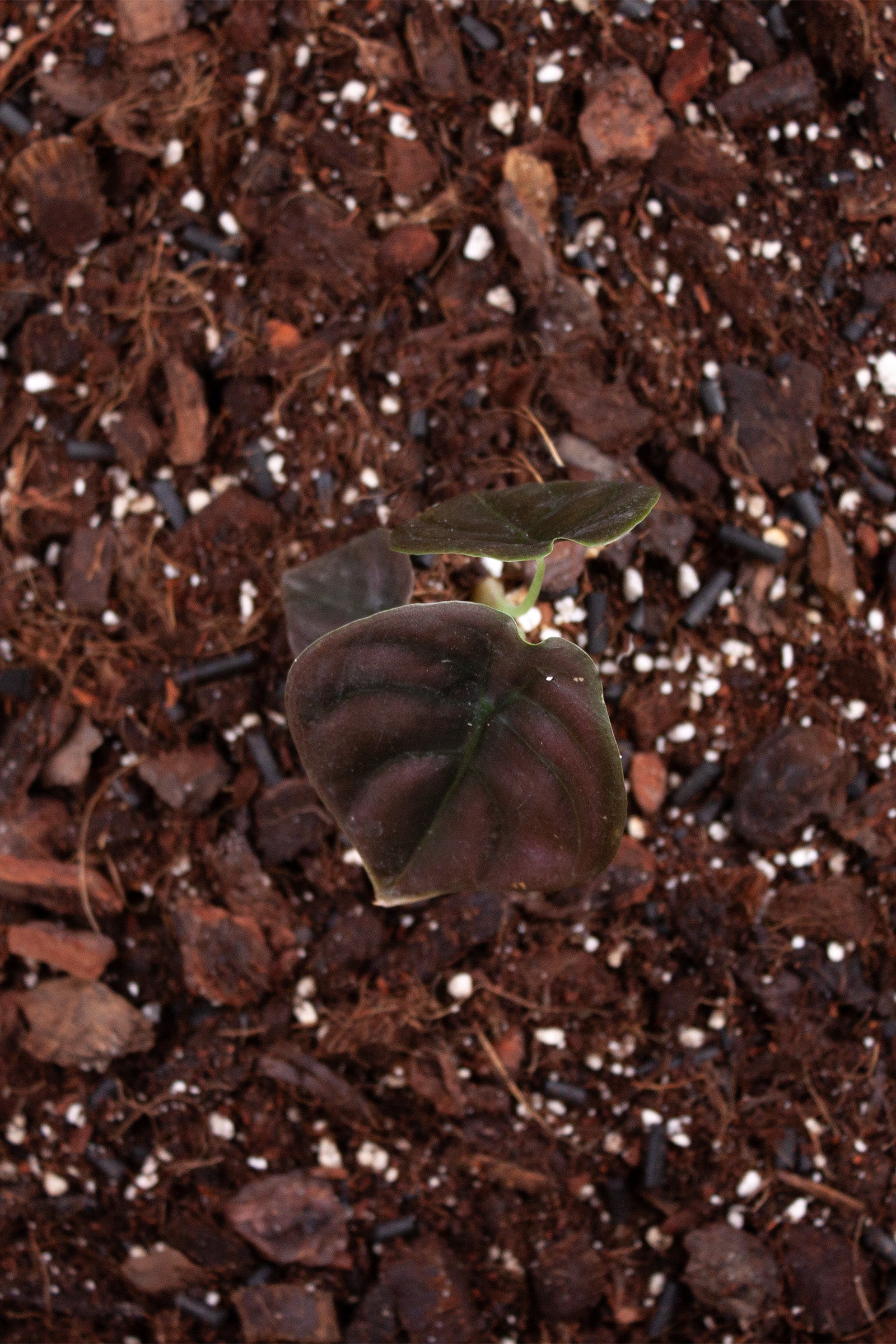 Alocasia Cuprea Red Secret