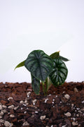 Alocasia Dragon Scale