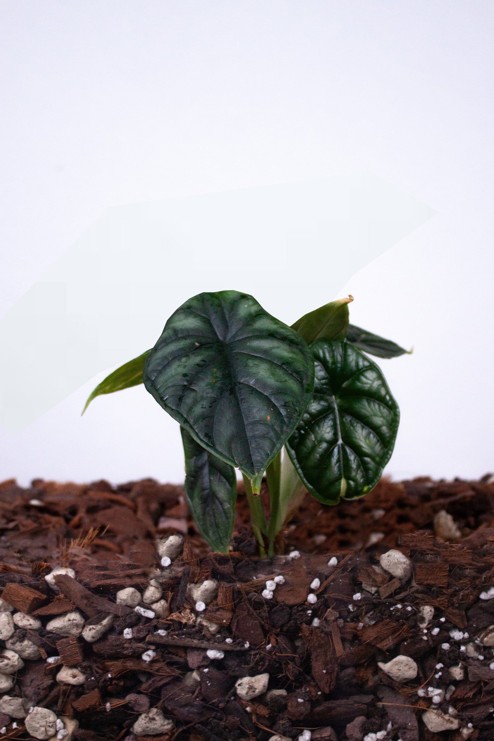 Alocasia Dragon Scale