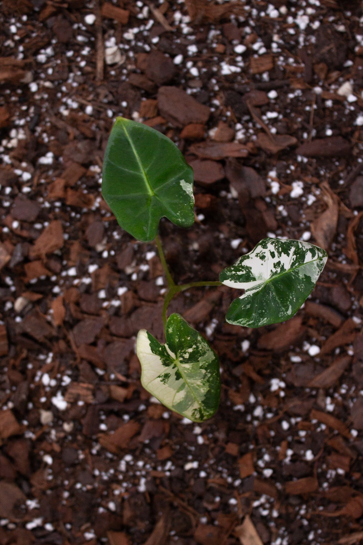Plante du mois - Alocasia frydek ‘Variegata’ S