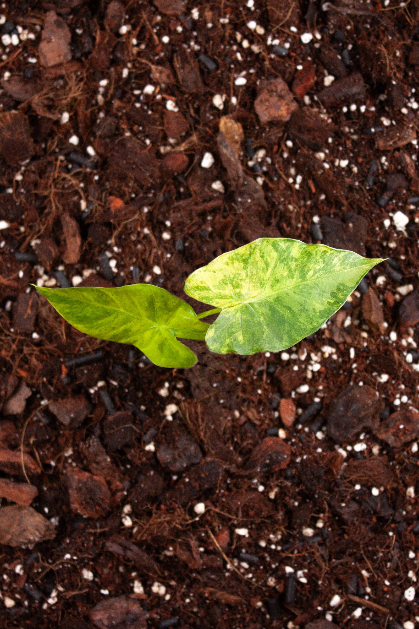 Alocasia Odora Variegata