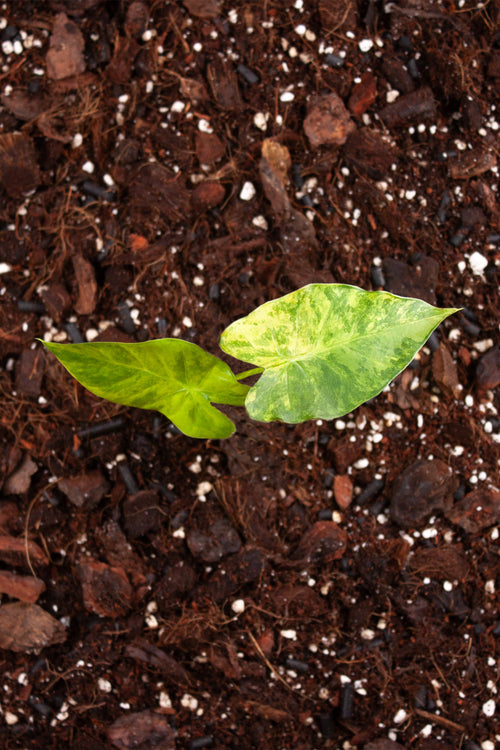 Alocasia Odora Variegata
