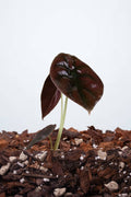 Alocasia Cuprea Red Secret