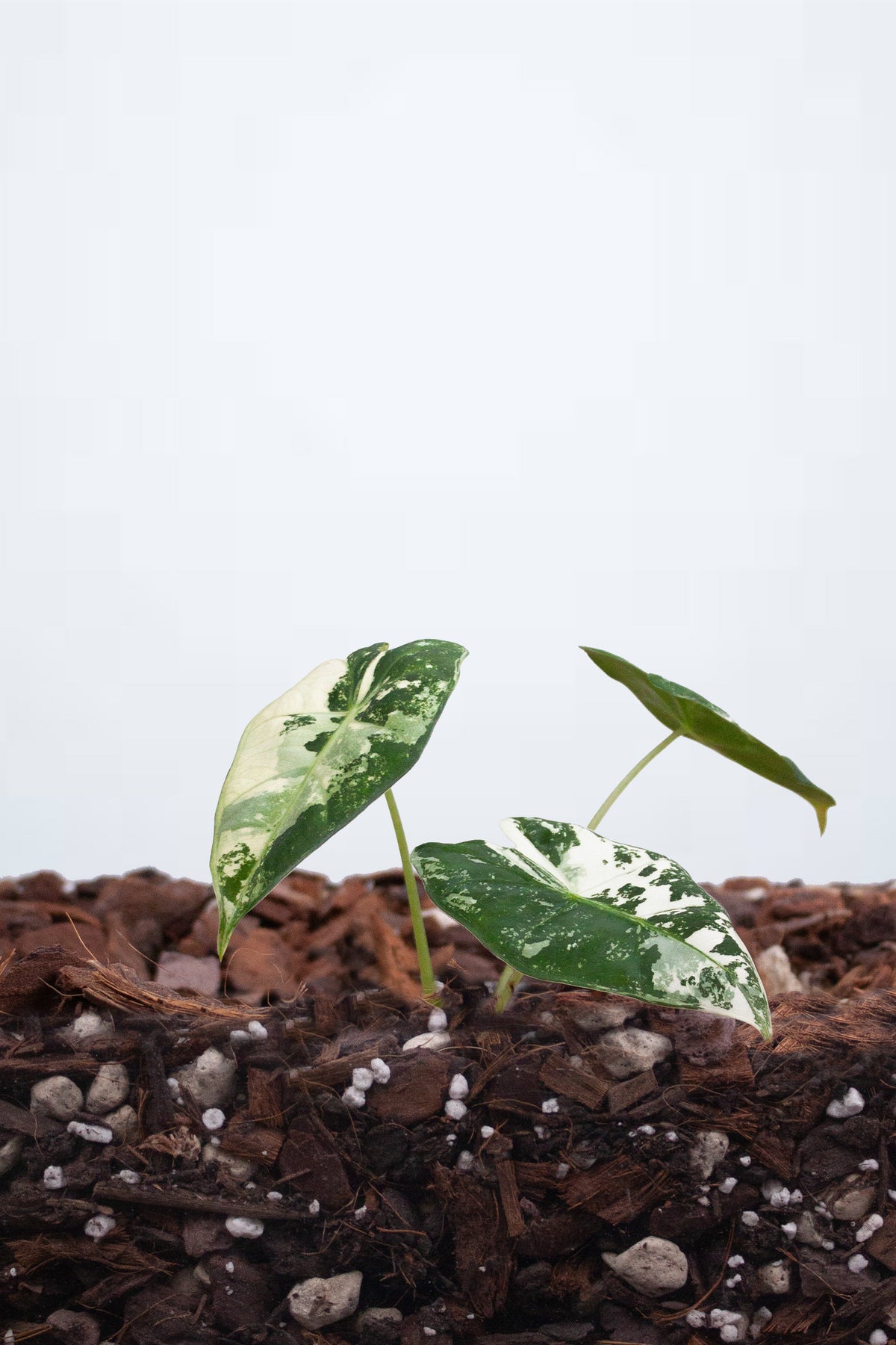 Plante du mois - Alocasia frydek ‘Variegata’ S