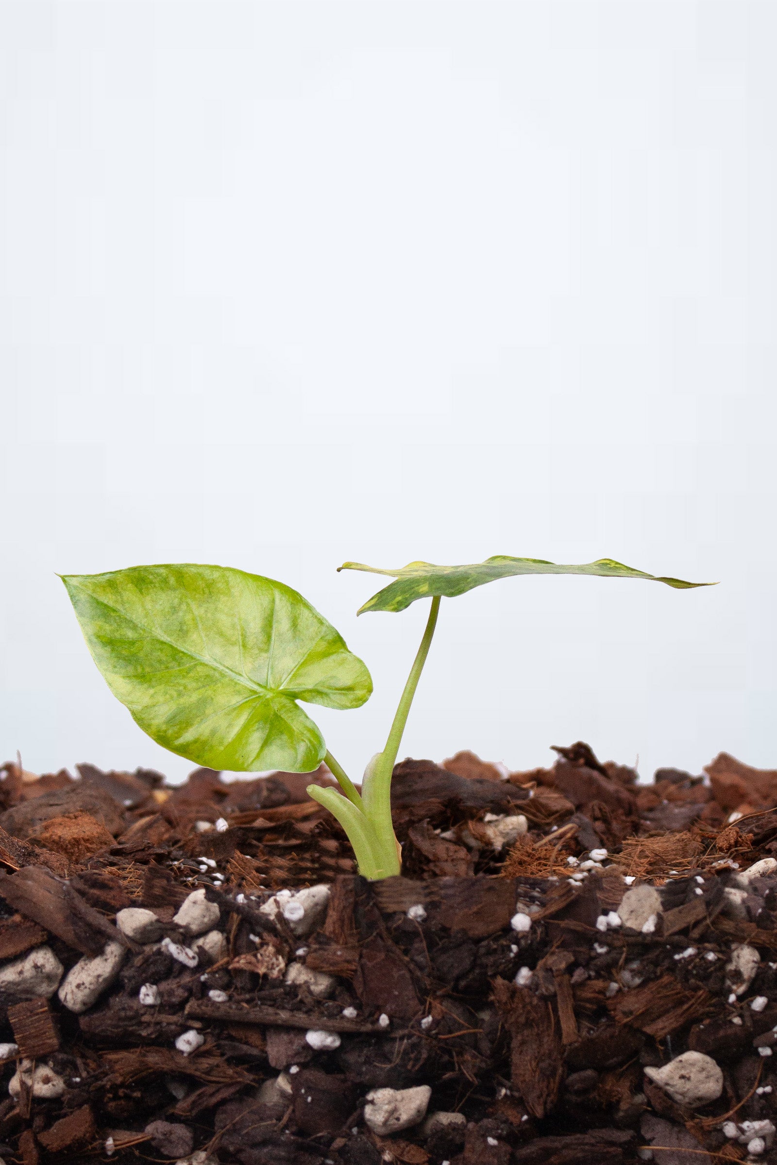 Alocasia Odora Variegata