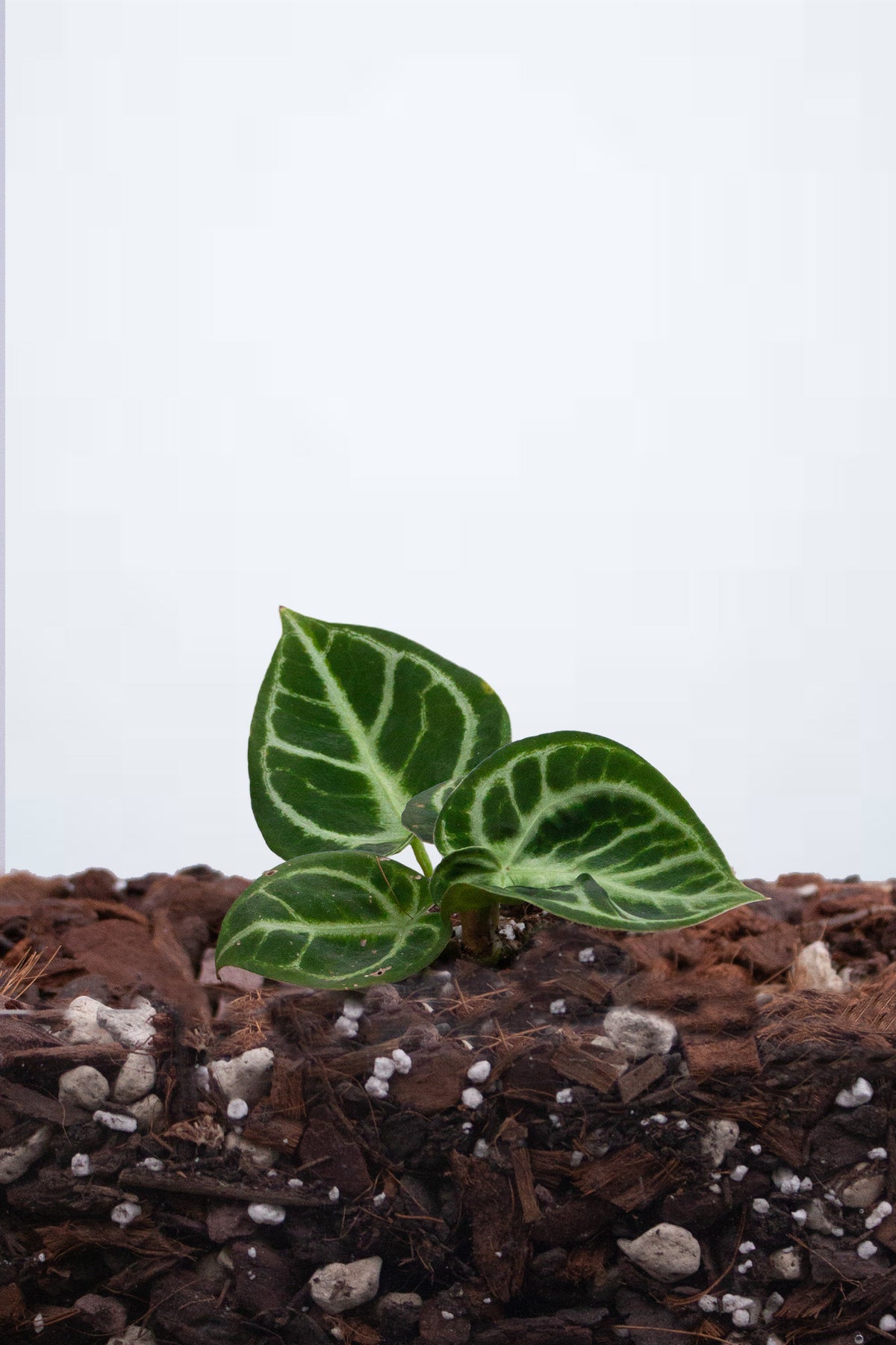 Anthurium Crystallinum
