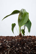 Anthurium Peltigerum