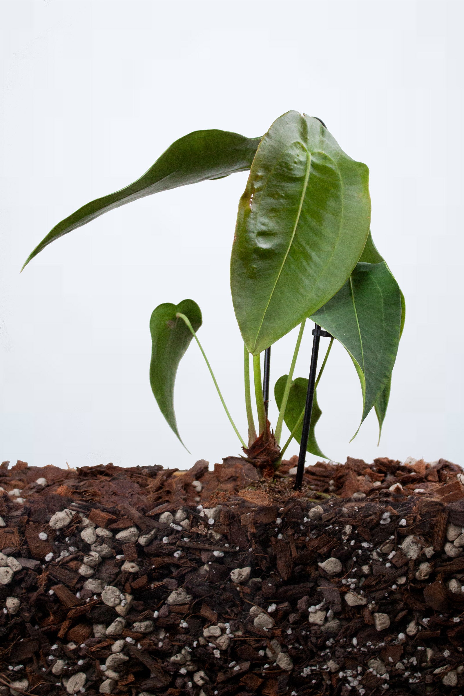 Anthurium Peltigerum
