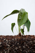 Anthurium Peltigerum