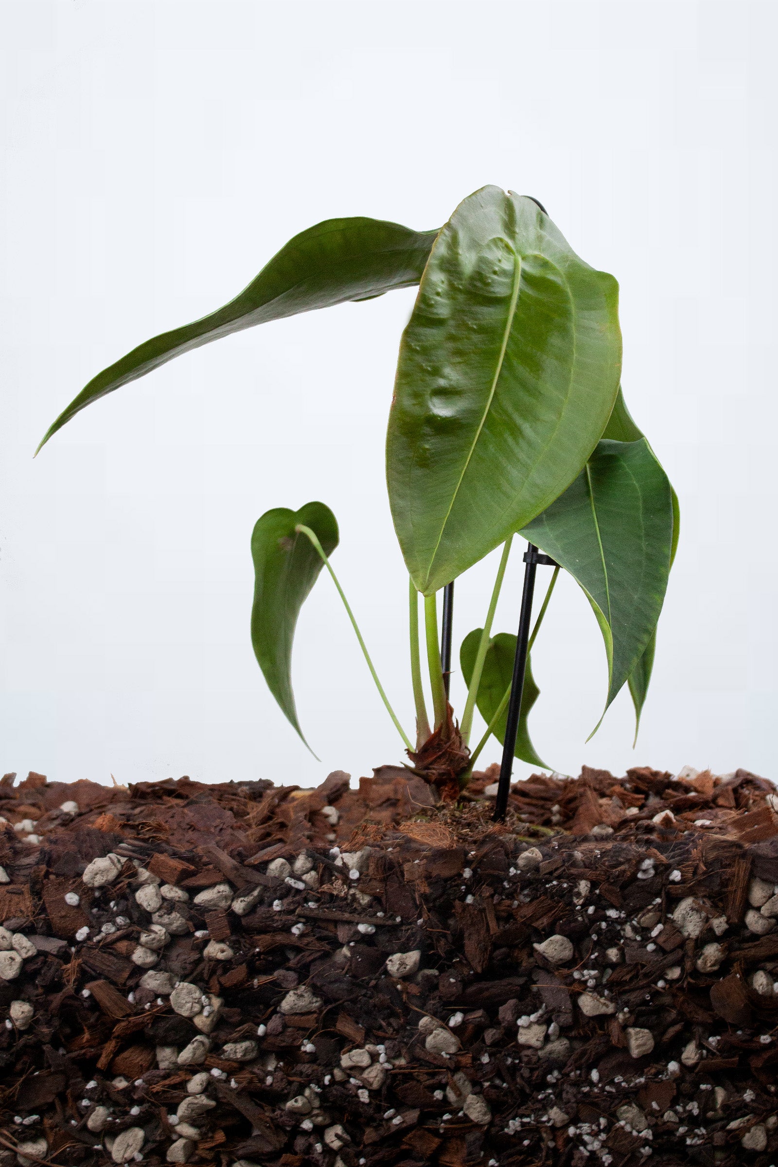 Anthurium Peltigerum