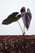 Anthurium ‘Red Beauty’