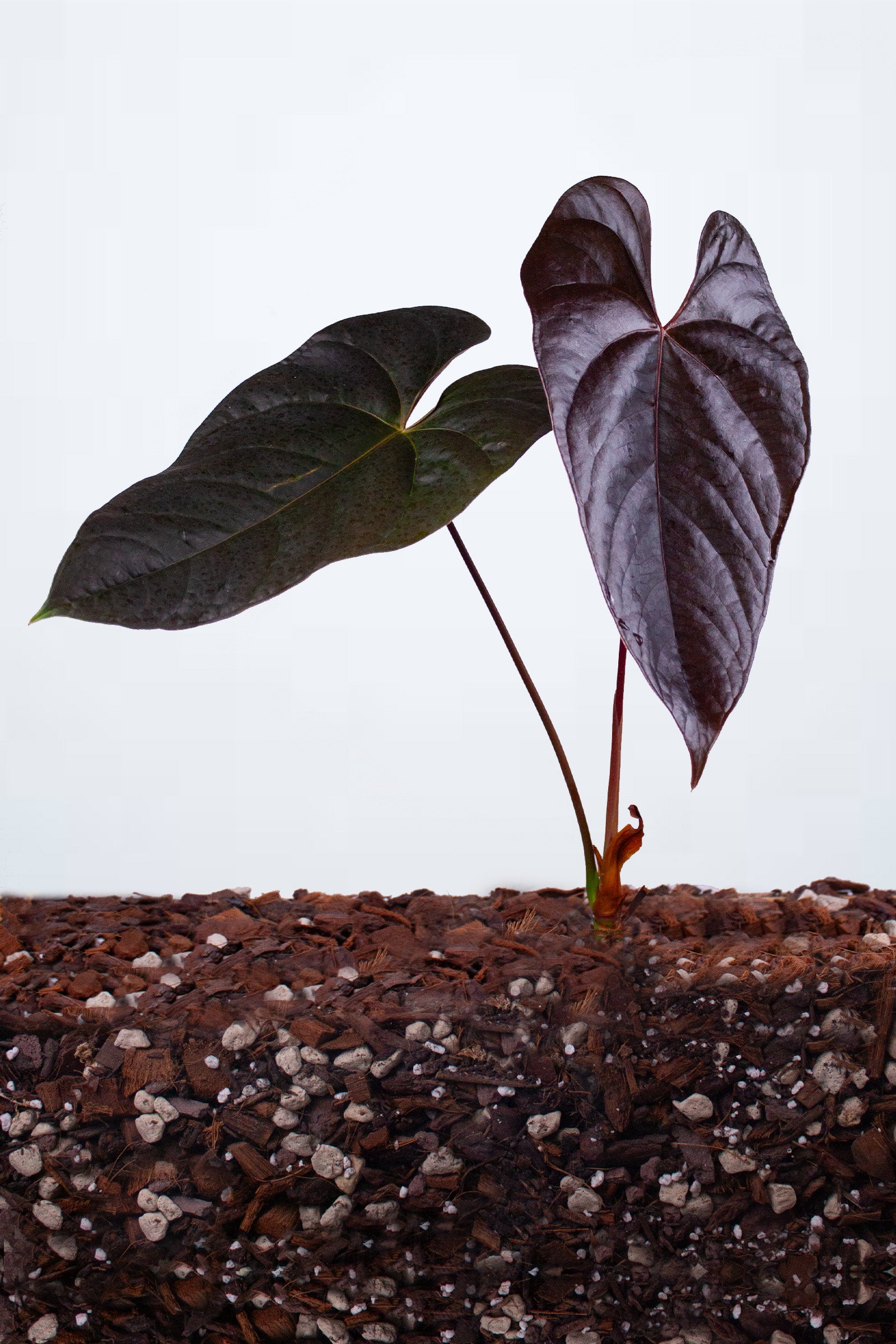 Anthurium ‘Red Beauty’